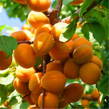 Sweet delicious apricot for sale  ROCHDALE
