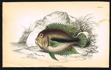 Uaru triangle cichlid for sale  Shipping to United Kingdom