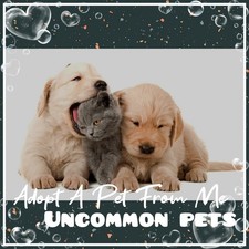 Adopt today uncommon for sale  Walker