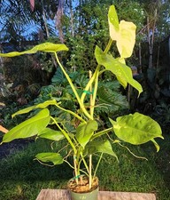 Philodendron jose buono for sale  Hollywood