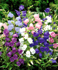 Canterbury bells campanula for sale  READING