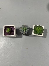 Succulent plant lot for sale  Stuarts Draft