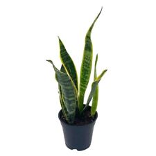 Variegated snake plant for sale  Apopka