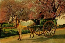 CPM Algarve Carro tipico PORTUGAL (1342794) comprar usado CPM Algarve Carro tipico PORTUGAL (1342794) comprar usado  Enviando para Brazil