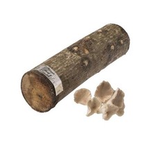 Oyster mushroom log for sale  Chicago