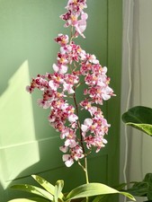 Oncidium tariflor lady for sale  BATH