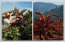 Paul masson vineyards for sale  Clinton