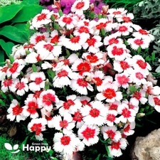 Chines pink merry for sale  DONCASTER