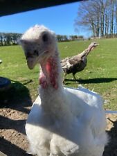 jersey giant hatching eggs for sale  MALTON