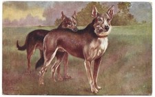 Antica cartolina animali usato  Savona