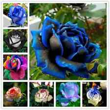 Rare rose seeds for sale  Goldsboro