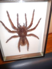 Präparierte vogelspinne gebraucht kaufen  Monheim