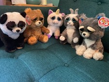 feisty pets for sale  Lexington