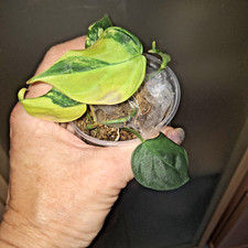 Philodendron micans high gebraucht kaufen  Neunkirchen-Seelscheid