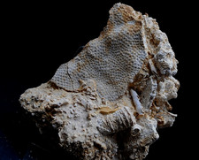 Fossilien korallen seeigel gebraucht kaufen  Heidenheim an der Brenz