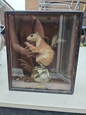 Vintage taxidermy red for sale  SWINDON