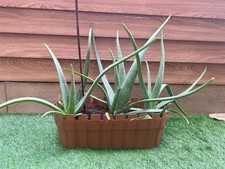 Healthy aloe vera for sale  WALLSEND