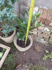 Bay tree concrete for sale  BATTLE