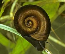Regalo lumaca acquario usato  Italia