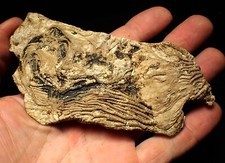 crinoid fossils for sale crinoid fossils for sale BRISTOL