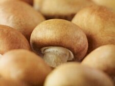 Chestnut mushroom liquid for sale  CAMBRIDGE