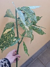 alloro pianta usato alloro pianta usato Cengio