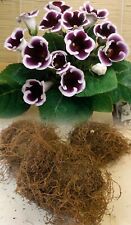 Gloxinia kaiser wilhelm for sale  ALFRETON