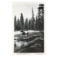 Canadian mother moose for sale  Portland