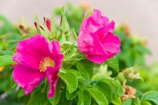 Teepflanze heckenrose rosa gebraucht kaufen  Sulzbach-Rosenberg