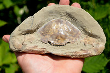 Amazing massive fossil for sale  UK