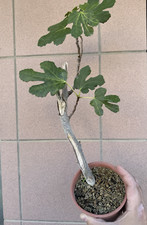 bonsai fico usato bonsai fico usato Italia