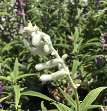 Salvia leucantha white for sale  UK