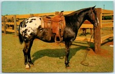 Postcard grand champion for sale  Stevens Point