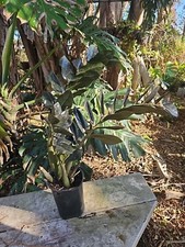 Xxl mature black for sale  Englewood