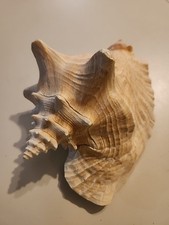 conch shell horn for sale  Decatur