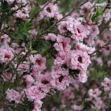 Tea tree wiri for sale  LLANDYSUL