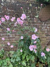 Japanese anemone rootings for sale  BURGESS HILL