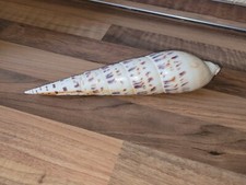 Gefleckte schraubenschnecke me gebraucht kaufen  Chemnitz