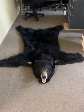 6ft bear rug for sale  Melbourne