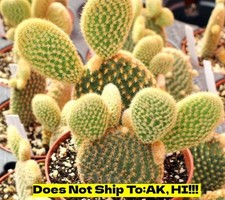 Houseplant yellow bunny for sale  Homestead