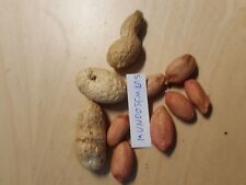 Cacahuete  Mani (Arachis hypogaea) calidad  30 Semillas comprar usado  Enviando para Brazil