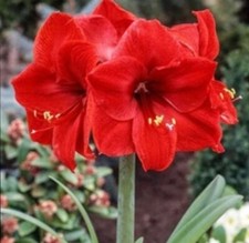 Amaryllis red pink for sale  Charlotte