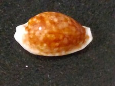 Conchiglia cypraea cribraria usato  Piombino