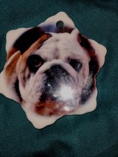 English bulldog star for sale  Scottsville