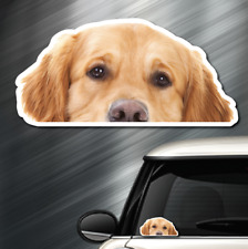 Golden retriever dog for sale  Palm Beach Gardens
