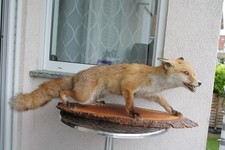 Fuchs taxidermy ausgestopft gebraucht kaufen  Endingen am Kaiserstuhl