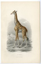 Estampa antiga-GIRAFA-GIRAFFIDAE-GIRAFE-Oudet-Buffon-Travies-1853, usado comprar usado  Enviando para Brazil