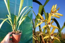Maxillaria picta orchidée d'occasion  Fumel