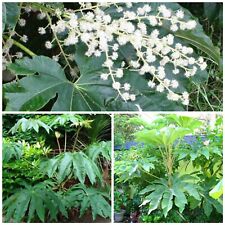 Tetrapanax papyrifer rex for sale  GLOUCESTER