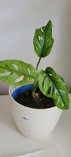 Monstera adansonii mint gebraucht kaufen  München
